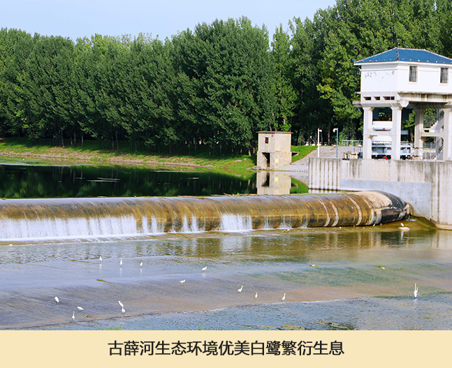 古薛河生态环境优美白鹭繁衍生息.jpg